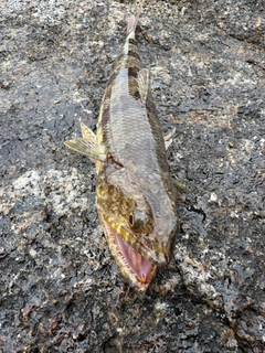 ホシノエソの釣果