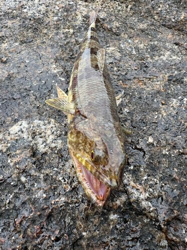 ホシノエソの釣果