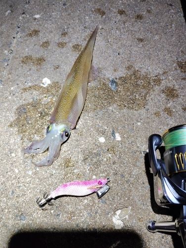 ヤリイカの釣果