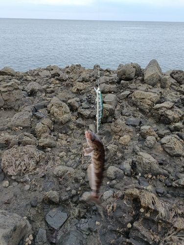 ホッケの釣果
