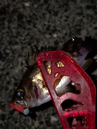 メバルの釣果