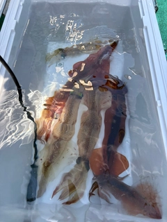 ヤリイカの釣果