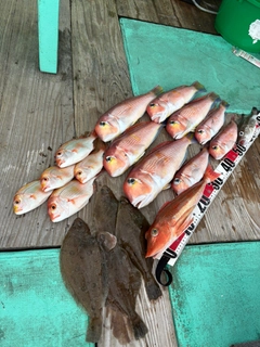 アマダイの釣果