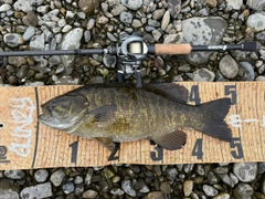 スモールマウスバスの釣果