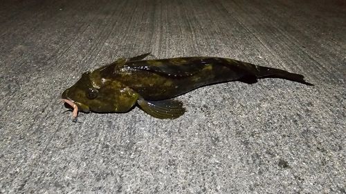 アイナメの釣果