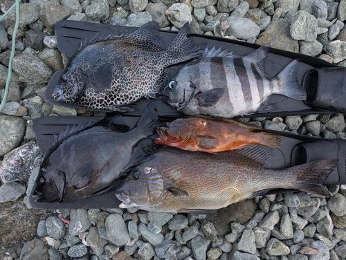 イシダイの釣果