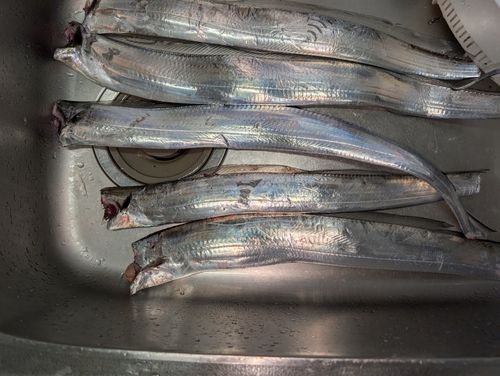 タチウオの釣果