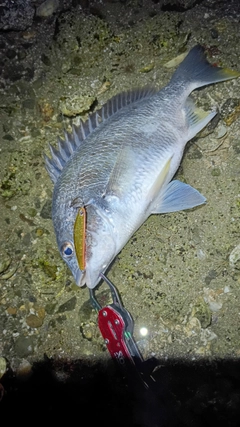 キビレの釣果