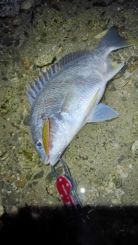 キビレの釣果