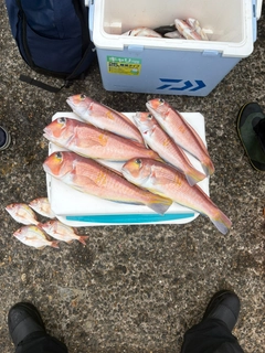 アマダイの釣果