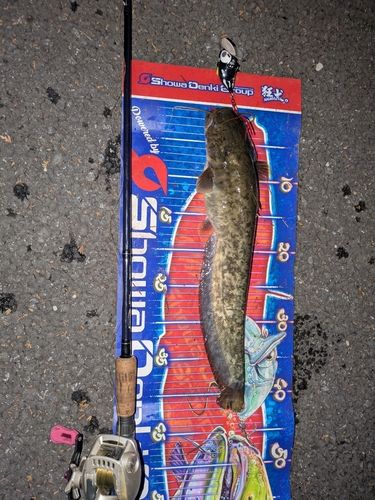 マナマズの釣果