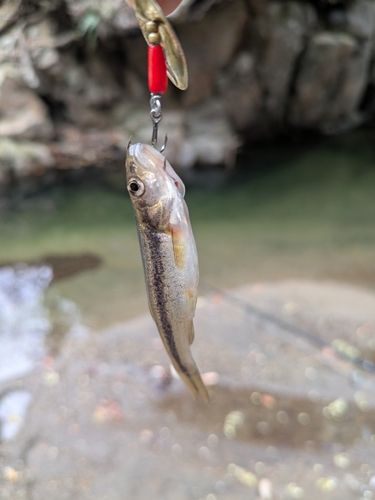 アブラハヤの釣果