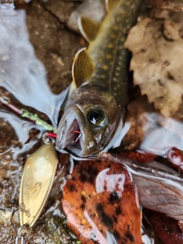 ニッコウイワナの釣果