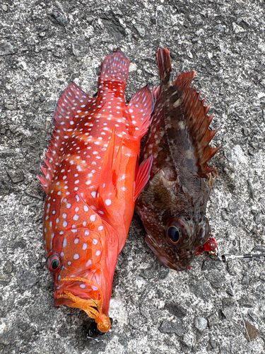 ガシラの釣果