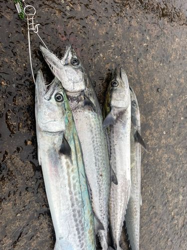 サゴシの釣果