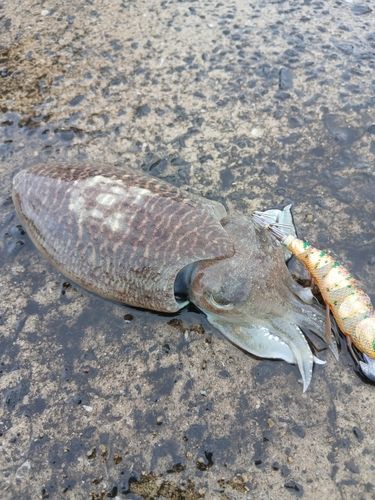 コウイカの釣果