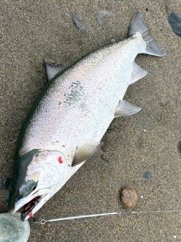サクラマスの釣果