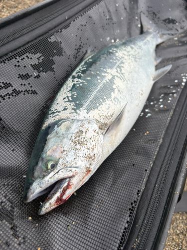 サクラマスの釣果