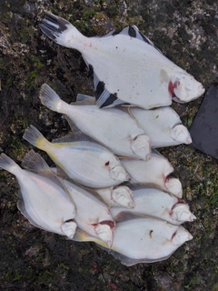 カワガレイの釣果