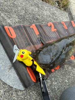 ナマズの釣果