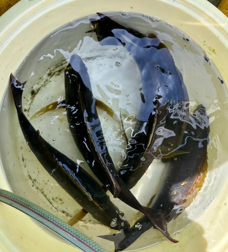 イサキの釣果