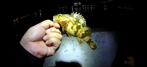 タケノコメバルの釣果