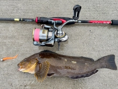 アイナメの釣果