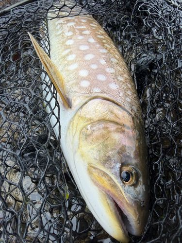 アメマスの釣果