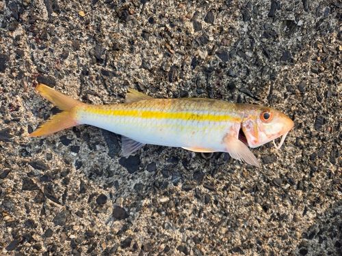 アカヒメジの釣果