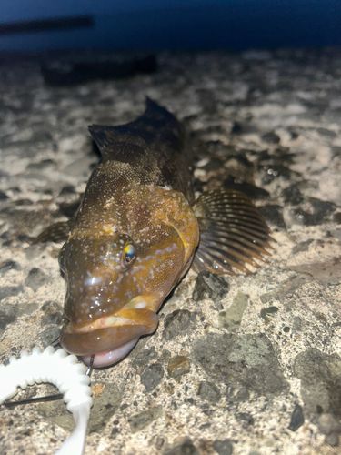 アブラコの釣果