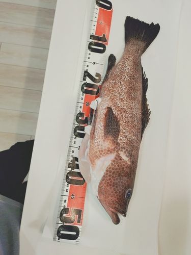 釣果