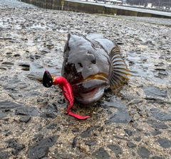 アイナメの釣果
