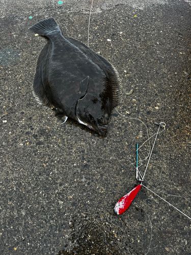カレイの釣果