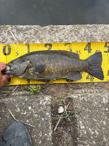 スモールマウスバスの釣果