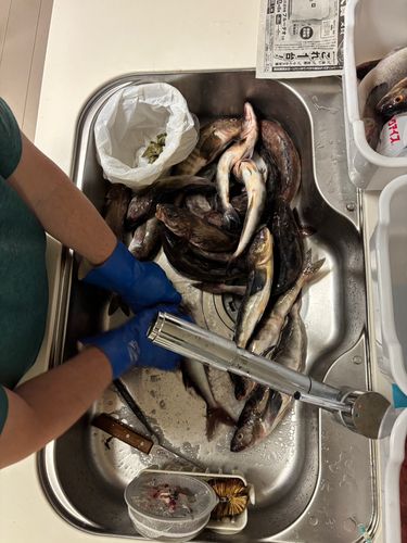 ホッケの釣果