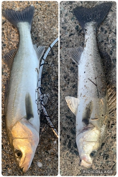 セイゴ（マルスズキ）の釣果