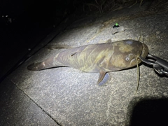 マナマズの釣果