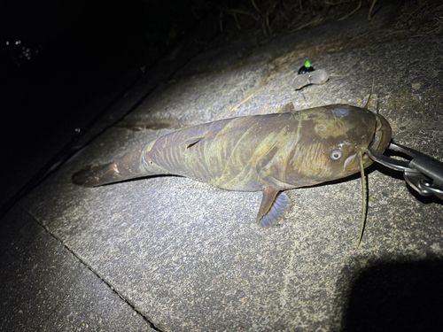 マナマズの釣果
