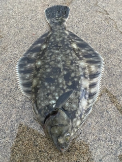 クロガシラガレイの釣果