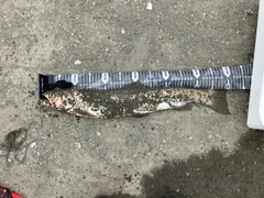 アメマスの釣果