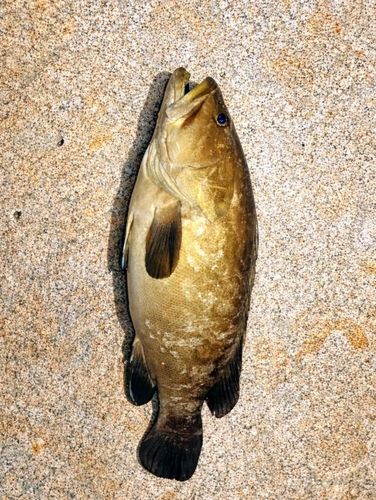 釣果