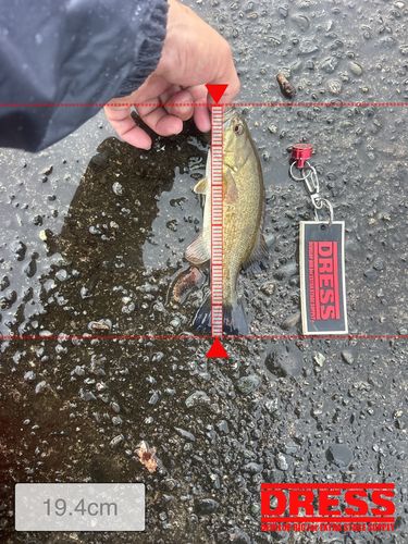 スモールマウスバスの釣果