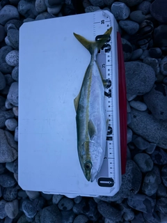 ワカシの釣果