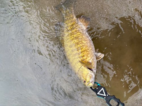スモールマウスバスの釣果