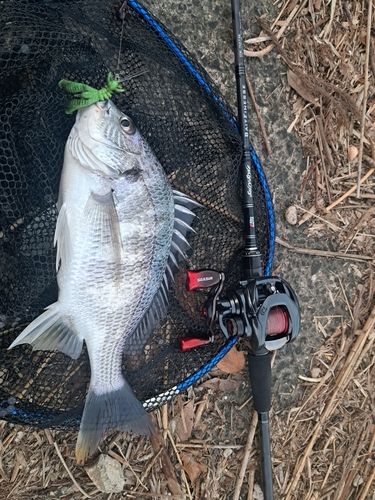 キビレの釣果