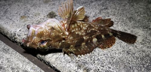 ガシラの釣果