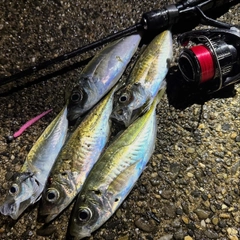 アジの釣果