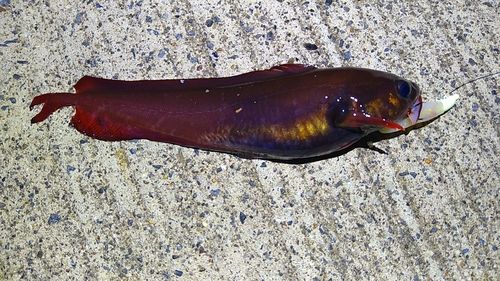 ドンコの釣果