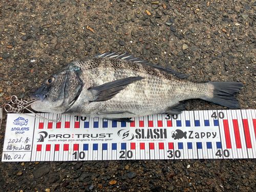 クロダイの釣果