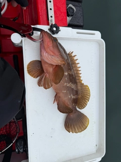 アコウの釣果